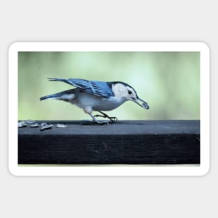 Nuthatch Sticker